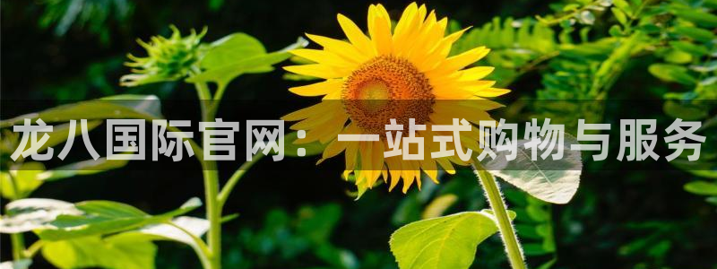 厦门聚富塑胶制品：龙八国际官网：一站式购物与服务